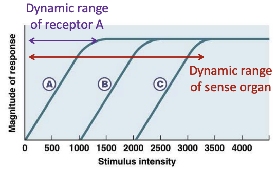 <p>Multiple receptors with different dynamic ranges increase the dynamic range of entire sense organ.</p>