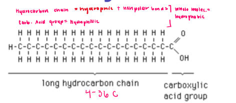 <ul><li><p>Carboxylic acids with hydrocarbon chains from 4-36 carbons long </p></li><li><p>Building block of fats </p></li></ul><p></p>