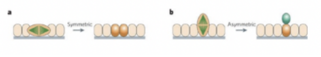 <ul><li><p>Called this because these projections of the cytoplasm seems like rays in the tube (originally thought to be glial cells but then discovered to be precursor cells) – simple precursor cells that become radial glial cells that — (at this point due to symmetric cell division, but now) —</p><ul><li><p>Ventricular radial glial cells undergo an <u>asymmetric mitotic division</u> — generate a progenitor cell and a differentiating cell&nbsp;</p><ul><li><p>Thus increasing cell #</p></li><li><p>In symmetric division — &nbsp;mitotic spindle (pulling them apart) parallel to axis of epithelium — in asymmetric — perpendicular</p></li></ul></li><li><p>Differentiating cells migrate to their final position using radial glia (wraps around cytoplasmic projections of radial glia cells and uses them to migrate to its final position)&nbsp;</p><ul><li><p>Defects in migration can cause lissencephaly — ex. remain where they are &amp; thus cause much bigger ventricles</p></li></ul></li></ul></li></ul>