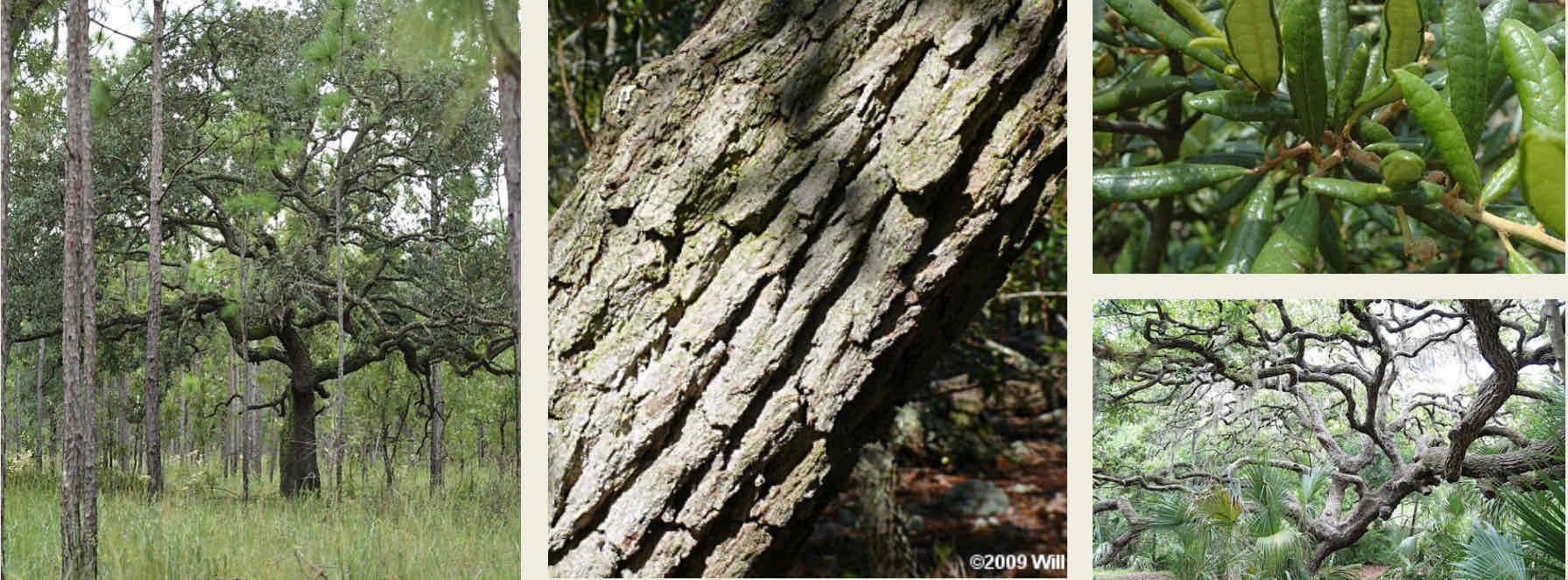 <ul><li><p>Large branches, more tree-like-growth (as opposed to shrub)</p></li><li><p>Curled leaves</p></li><li><p>“Ugly bark”</p></li><li><p>Pointed the “tine” at the end of leaves</p></li></ul><p></p>