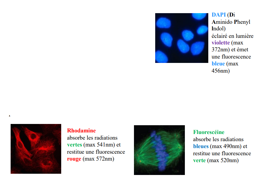* fluorescence naturelle d’une substance située dans la cellule (chlorophylle) 
* Substance fluorescente se fixant spécifiquement sur une structure (DAPI qui se fixe sur l’ADN et colore en bleu) 
* substance non spécifique fluorescente naturelle qui peut être couplée à un anticorps spécifique d’un antigène. (Rhodamine et fluorescéine) 