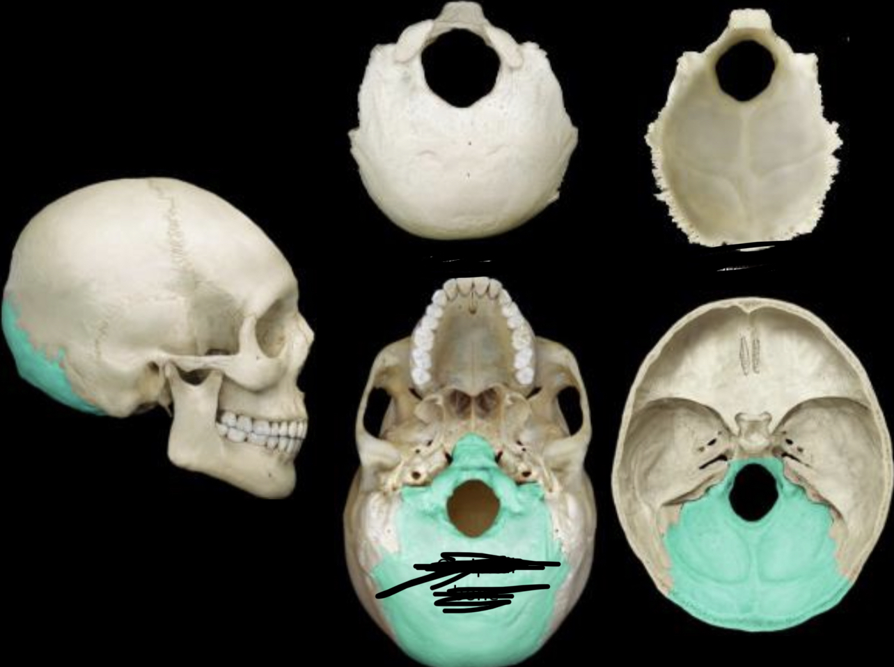 knowt flashcard image