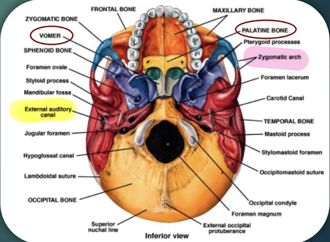 <p>Thin median bone forming inferior portion of nasal septumthat separates the left and right nasal cavities. </p>