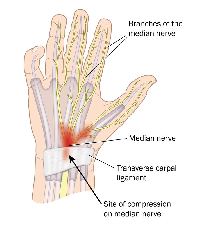 <p>palm of the hand </p>