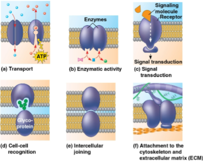 <p>Membrane proteins</p>