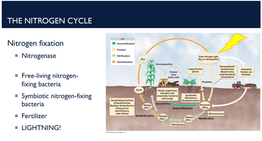 <p>The nitrogen cycle is how nitrogen moves between the atmosphere, soil, living organisms, and back again. Humans add nitrogen to soil through synthetic ______ (like ammonium nitrate). These provide ammonia, nitrites, or nitrates directly to plants.</p>