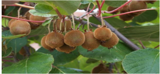 <p>Why did the kiwi fruit became domesticated recently?</p>