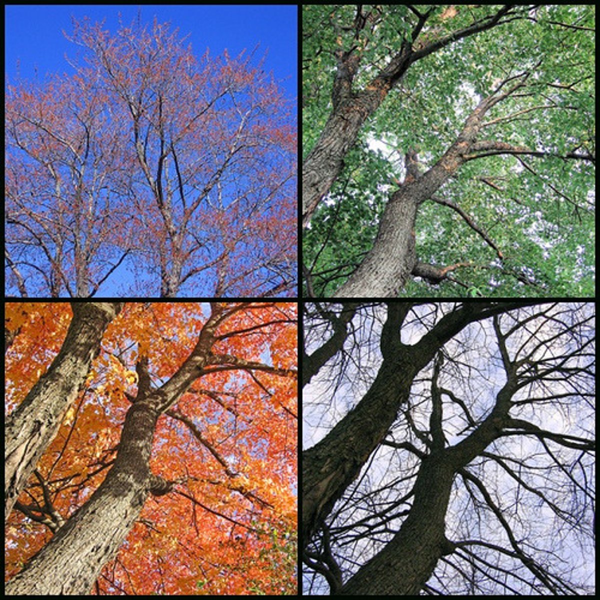 <p>situations in which a person experiences the symptoms of major depressive disorder only during a particular time of year</p>