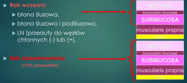 <ul><li><p>rak wczesny obejmuje:</p><ul><li><p>błonę śluzową i podśluzową</p></li></ul></li><li><p>rak zaawansowany:</p><ul><li><p>błona śluzowa i podśluzowa, warstwa mięśniowa żołądka, błona surowicza nawet</p></li></ul></li></ul><p></p>