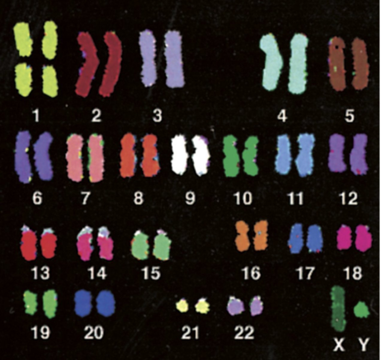 <p>- hybridize chromosomal specific, fluorescently labeled DNA probes to chromosomes</p>