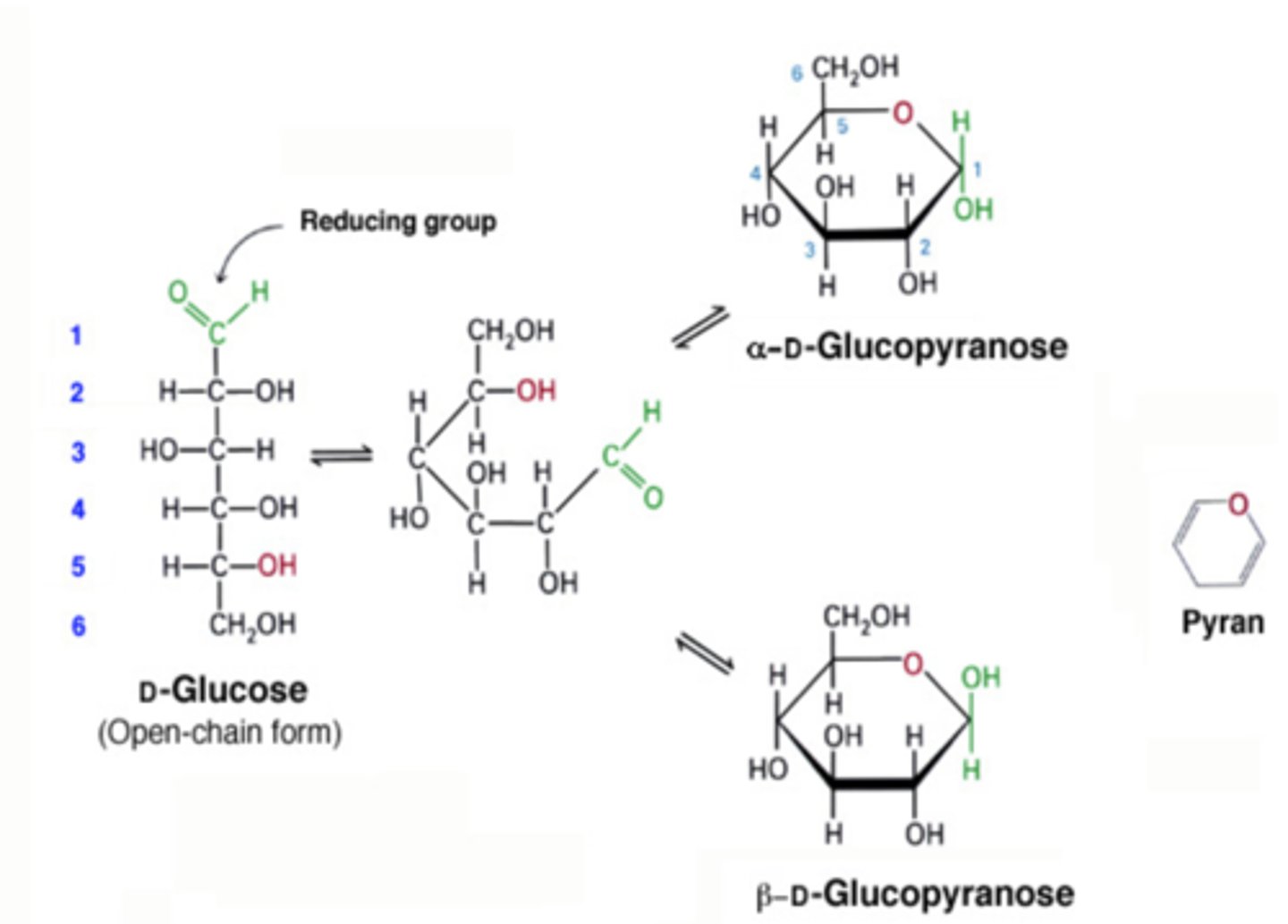 <p>when a glucose-based molecule in strand formation folds into a ring formation resembling pyran (6 carbon ring)</p>