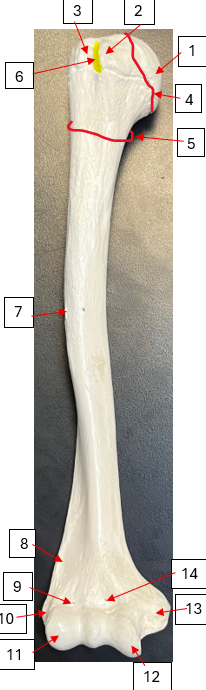 <p>1 + F</p>