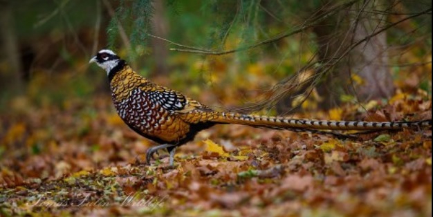 <p>zařaď živočicha do systému</p><p>Třída - řád - čeleď - druh čeština (latina)</p>