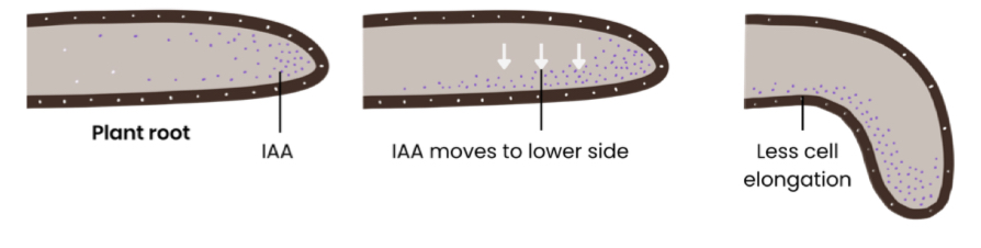<ol><li><p>Cells in tip of shoot / root produce IAA</p></li><li><p>IAA diffuses down shoot / root (evenly initially)</p></li><li><p>IAA moves to lower side of shoot / root (so concentration increases)</p></li><li><p>In shoots this stimulates cell elongation whereas in roots this inhibits cell elongation </p></li><li><p>So shoots bend away from gravity whereas roots bend towards gravity </p></li></ol><p></p>