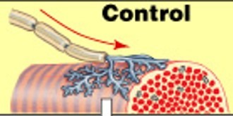 <p>What is the sudden change in the transmembrane potential in skeletal muscle innervation?</p>