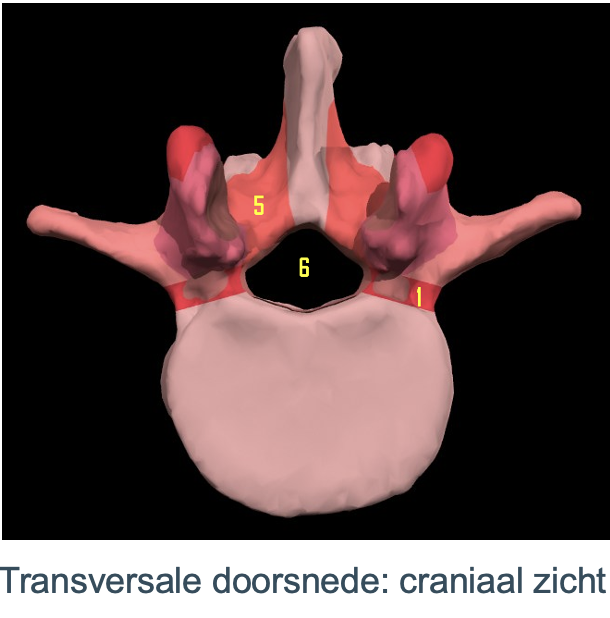 <p>foramen vertebrae (waarin spinalis ligt) (6)</p>