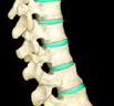 label the parts and features of the vertebral column:
____________________ _______