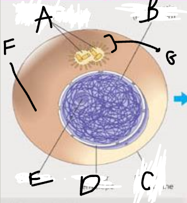 F (which phase is this?)