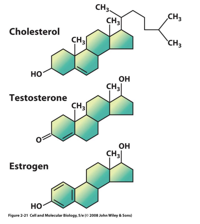 <ul><li><p>Complex ring structures → 4 hydrocarbon rings</p></li><li><p>E.g.: Cholesterol = important animal plasma membrane component</p></li><li><p>Building blocks of many steroid hormones</p></li><li><p>Not present in plant cells → cholesterol- free</p></li></ul><p></p>