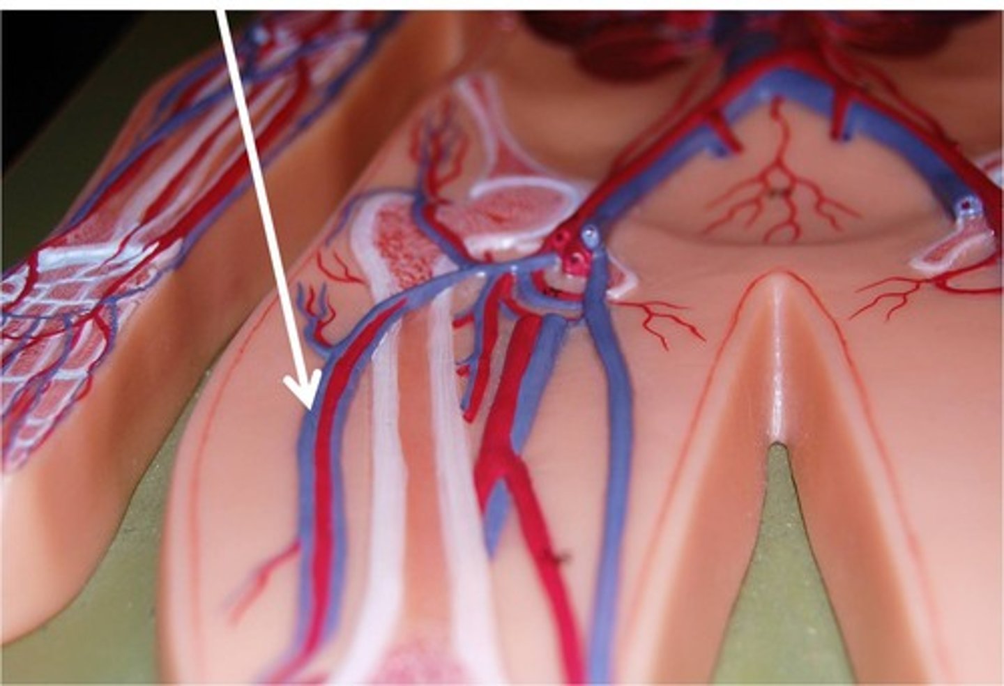 <p>These veins carry blood from the thigh and lower hind limb to the external iliac veins.</p>