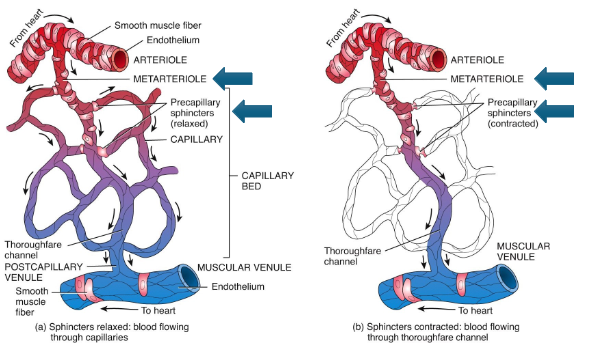 <p>By constricting or dilating via smooth muscle action.</p>