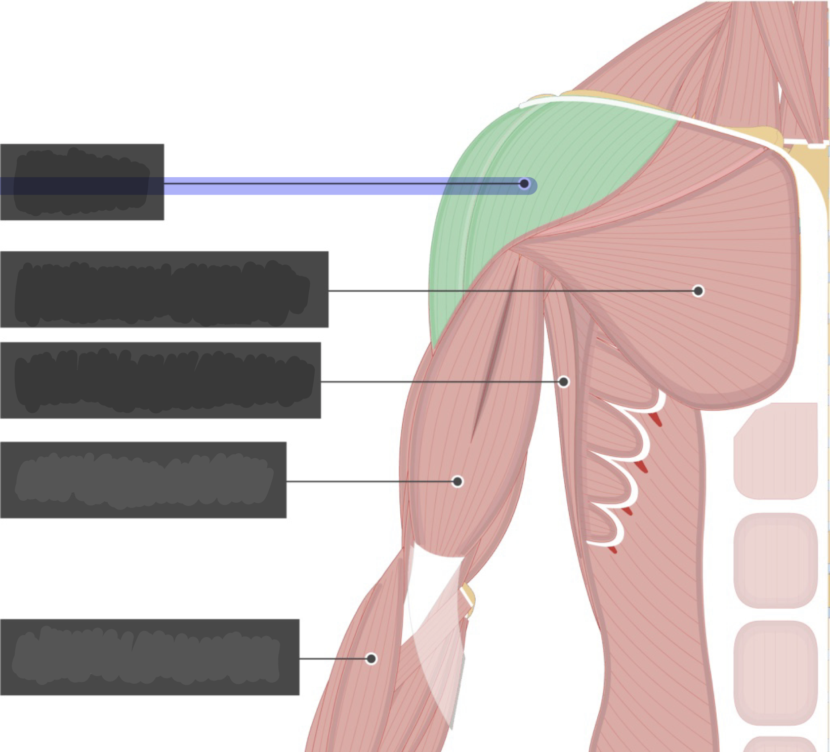 <p>ABducts shoulder (humerus); (posterior deltoid-extension of shoulder; anterior deltoid flexes shoulder</p>