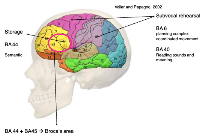 <p><span data-name="yellow_square" data-type="emoji">🟨</span> <strong>Storage Component</strong> </p><ul><li><p class=""><strong>BA 44 (part of Broca's area)</strong>:</p><ul><li><p class="">Involved in <strong>semantic processing</strong> and temporary storage of verbal material.</p></li><li><p class="">Linked to <strong>phonological short-term memory</strong>.</p><p class=""></p></li></ul></li></ul><p> <span data-name="repeat" data-type="emoji">🔁</span> <strong>Subvocal Rehearsal Component</strong> </p><ul><li><p class=""><strong>BA 6</strong>:</p><ul><li><p class="">Associated with <strong>motor planning</strong>.</p></li><li><p class="">Helps in coordinating <strong>silent articulation</strong> or subvocal rehearsal.</p></li></ul></li><li><p class=""><strong>BA 40</strong>:</p><ul><li><p class="">Involved in <strong>phonological processing</strong>, particularly reading and interpreting sound-based input.</p></li></ul></li></ul><p></p>