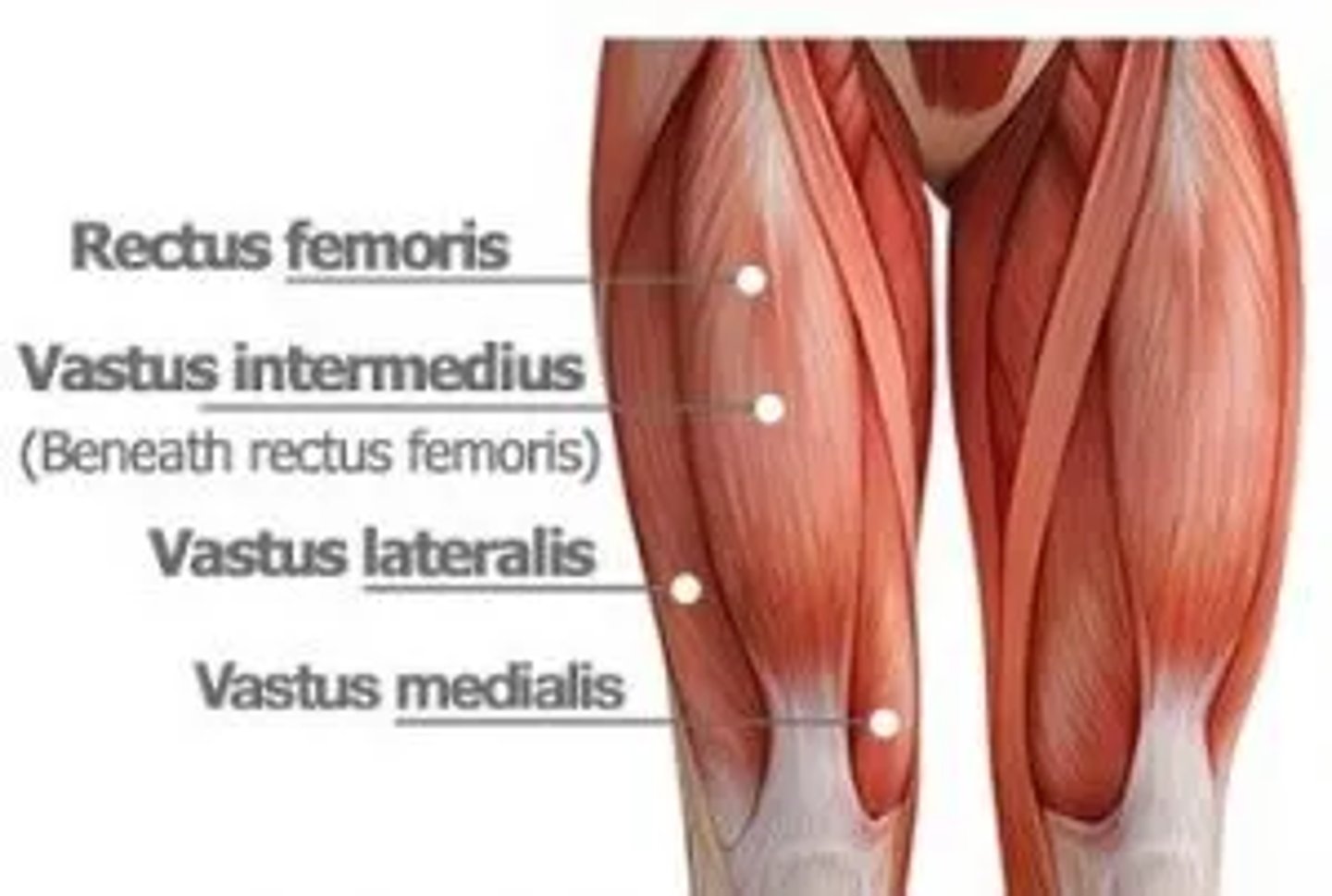 <p>Tibial tuberosity via patellar ligament</p>