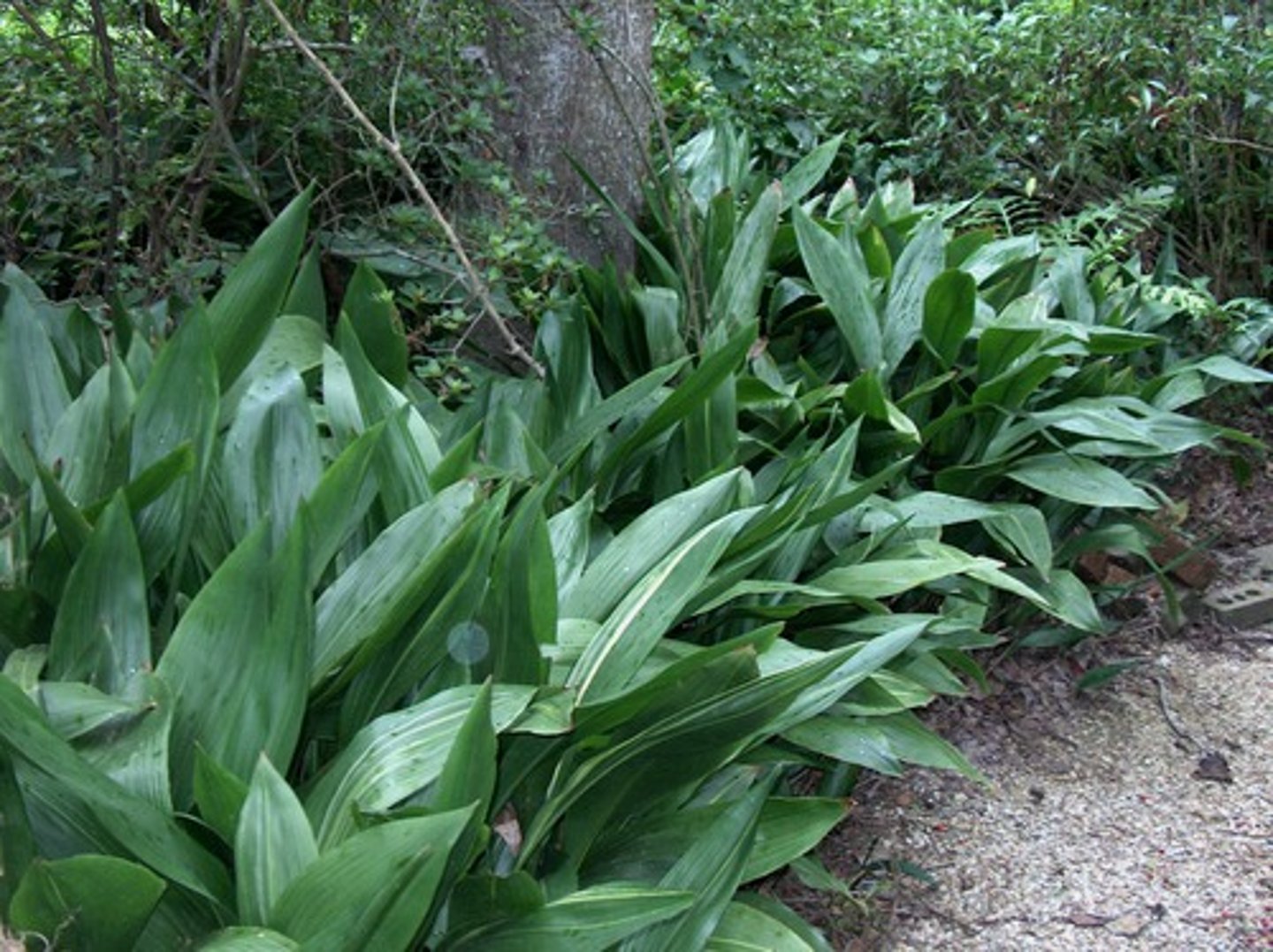 <p>Aspidistra elatior</p>