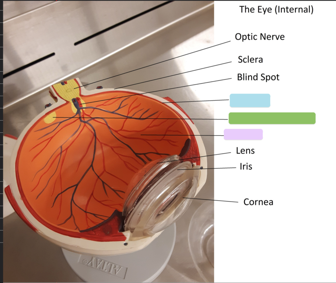 <p>What part of the eye is this? (light purple)</p>