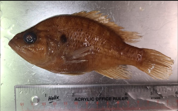 <p>What is the taxonomy, common name, and scientific name of this fish?</p>