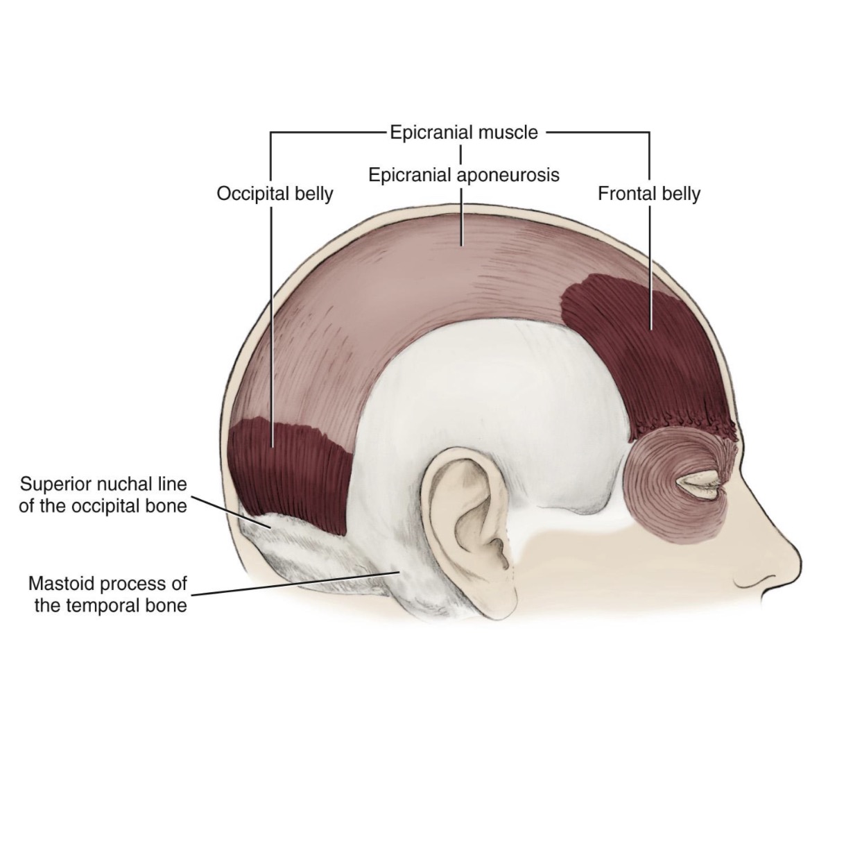 <p>Skin of eyebrow and root of nose.</p>