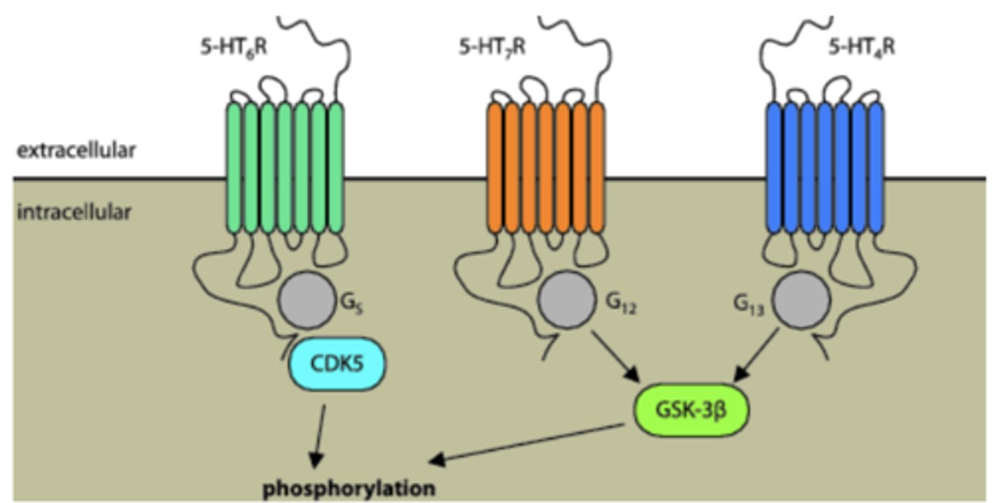 <p>G-protein coupled receptors</p>