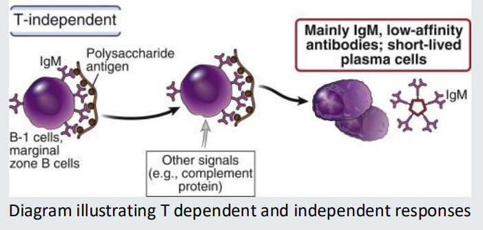 <p>T-<em>independent </em>B-cell responses depend on anti<strong>gens</strong> having <strong><mark data-color="#dbdeff" style="background-color: rgb(219, 222, 255); color: inherit;">repeat subunit structures</mark></strong> so that they can cross-link the <strong>B cell receptor - <em>without T cell help&nbsp;</em></strong></p><p>mainly<strong> IgM, <em>low affinit</em>y antibodies, short lived</strong> plasma cells</p><p>do not increase in affinity based on repeated exposure&nbsp;</p>