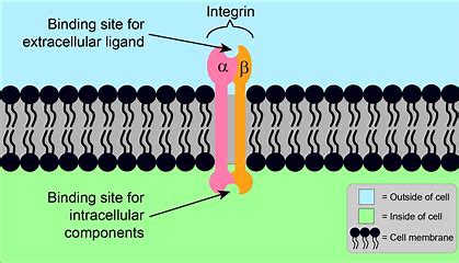 <p>In animal cells, a transmembrane receptor protein with two subunits that interconnects the extracellular matrix and the cytoskeleton. </p>