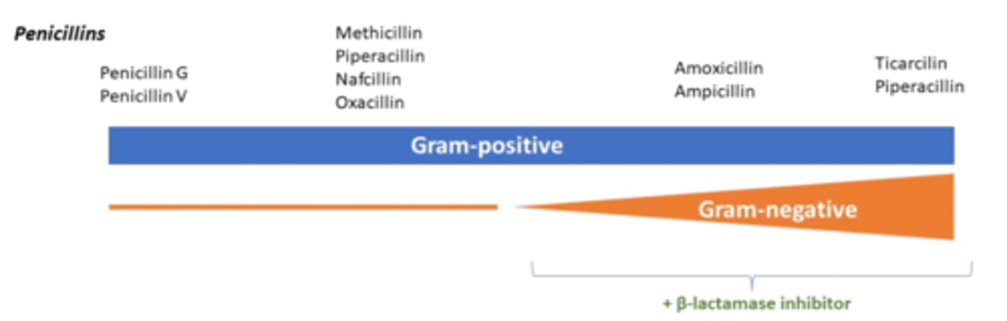 <p>G+ and G-</p><p>(they are most commonly used against E.coli, but are ineffective against Pseudomonas)</p>