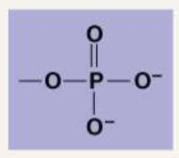 <ul><li><p><strong>Phosphate: </strong>PO4. They are very electronegative and found in ATP. </p></li></ul><p></p>