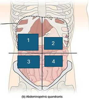 <p>what is quadrant 4</p>