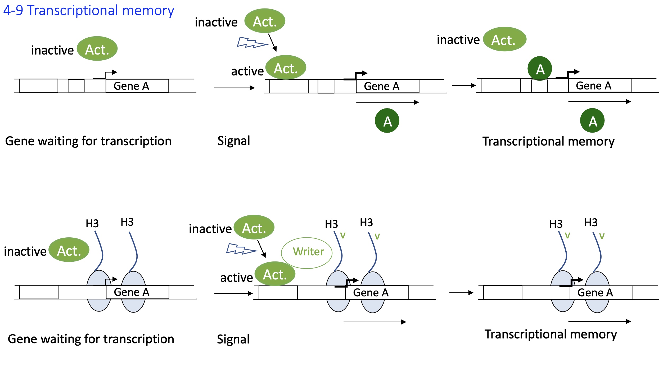 <p>Activation of gene transcription&nbsp;</p><ol><li><p>A <strong>signal</strong> activates an <strong>activator (TF₁)</strong> that binds to its <strong>binding site/enhancer</strong> in the promoter region of <strong>gene A</strong></p></li><li><p><strong>Gene A</strong> is transcribed and translated into <strong>protein A (TF₂)</strong>.</p></li><li><p><strong>TF₂</strong> binds to an <strong>activator binding site</strong> in its <strong>own promoter</strong>, reinforcing its own transcription</p></li><li><p>This <strong>self-sustaining transcriptional loop</strong> establishes <strong>transcriptional memory</strong>, allowing the gene to stay active even after the original signal is gone</p></li></ol><p>Epigenetic marks/histone modifications :&nbsp;</p><ol><li><p>Upon activation due to a signal, the <strong>TF</strong> recruits <strong>a writer</strong> (e.g., histone acetyltransferases)</p></li><li><p>These <strong>“writer” enzymes</strong> add&nbsp;<strong>activating histone marks</strong>, at the promoter/enhancer</p></li><li><p>These <strong>epigenetic marks</strong> keep chromatin in an <strong>open, transcriptionally active</strong> state = euchromatin</p></li><li><p>The marks <strong>persist</strong>, maintaining <strong>continued transcription</strong> — even in the absence of the original stimulus.</p></li></ol><p></p>