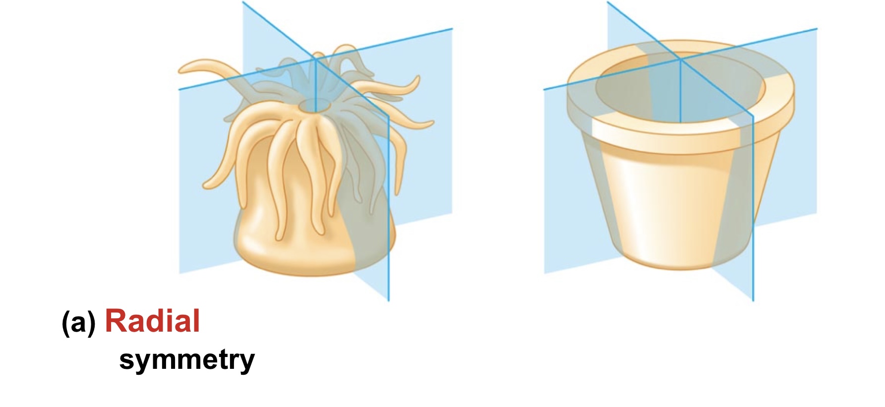 <p>Radial symmetry</p>