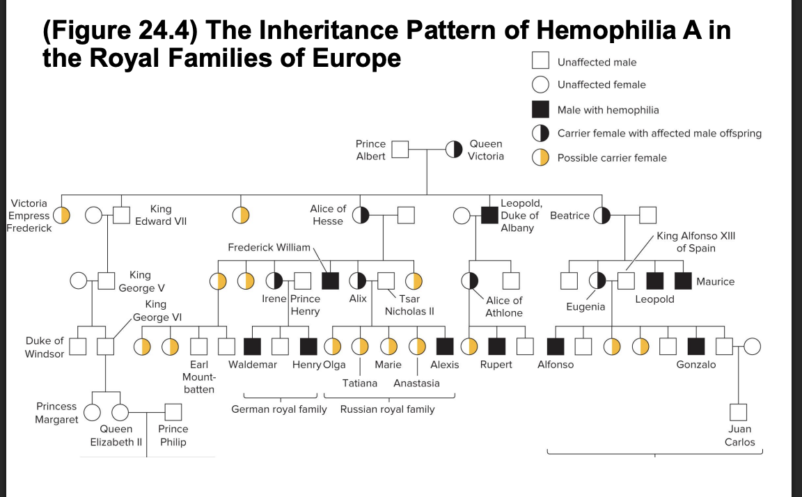 <ul><li><p>hemophilia</p><ul><li><p>major sx</p><ul><li><p>blood can’t clot properly when a wound occurs</p></li></ul></li><li><p>for hemophiliacs, common accidental injuries pose a threat of severe internal or external bleeding</p></li><li><p>hemophilia A (classical hemophilia)</p><ul><li><p>caused by defect in ? gene that encodes a clotting protein called factor VIII</p></li></ul></li><li><p>“royal disease”</p><ul><li><p>affected many members of european royal families</p></li></ul></li></ul></li></ul><p></p>