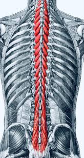 <p>what muscle is this </p><p>transverse and articular processes to spinous processes </p><p>stabilizes vertebrae </p>