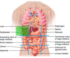 <p>right lateral region just below the ribs</p>