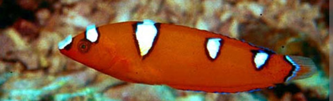 <p class="has-focus">Labridae family</p><p class="has-focus">have a dual diet: they act as cleaner fish, consuming small ectoparasites from the skin of larger fish, and they also feed on small invertebrates like crustaceans and mollusks found on the reef</p><p>three or four white spots on its bright red body</p>