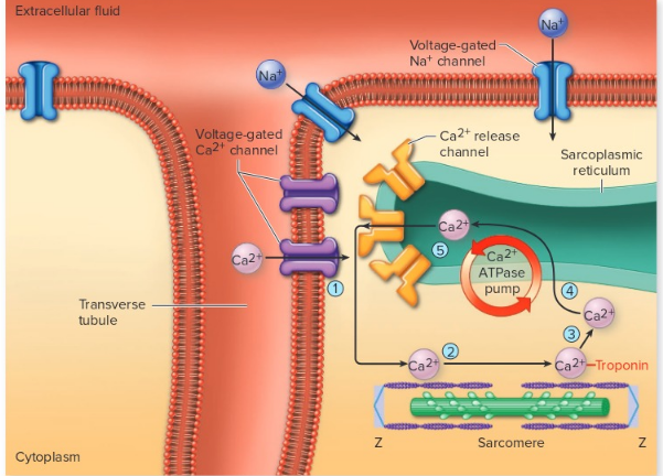 "Excitation-contraction coupling in cardiac muscle. Depolarization of the plasma membrane during action potentials, when voltage-gated Na+ channels are opened, causes voltage-gated Ca2+channels to open in the transverse tubules. (1) This allows some Ca2+ to diffuse from the extracellular fluid into the cytoplasm, which (2) stimulates the opening of Ca2+ release channels in the sarcoplasmic reticulum. This process is called Ca2+-stimulated Ca2+release. (3) **The Ca2+ released from the sarcoplasmic reticulum binds to troponin and stimulates contraction**. (4) A Ca2+ (ATPase) pump actively transports Ca2+ into the (5) cisternae of the sarcoplasmic reticulum**, allowing relaxation of the myocardium** and producing a concentration gradient favoring the outward diffusion of Ca2+for the next contraction