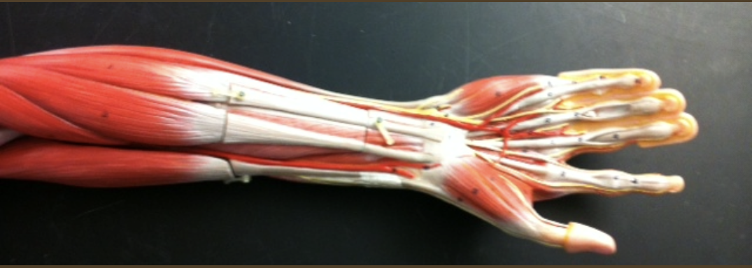 <p>What are the FLEXOR COMPARTMENTS of the forearm?</p>