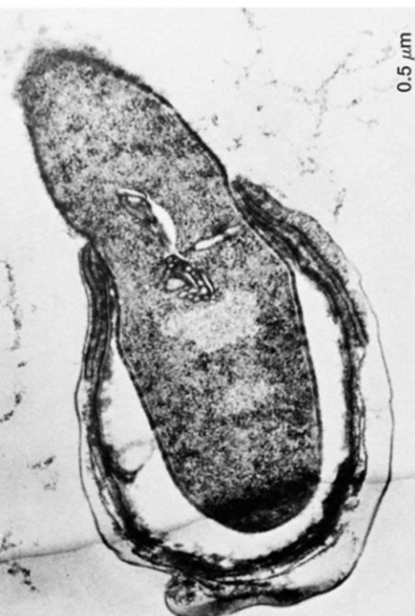 <p>true; emergence from vegetative state comes after germination</p>
