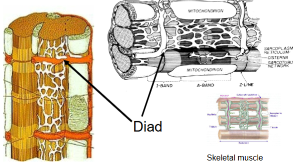 <ol start="9"><li><p>diads, triads</p><ul><li><p>spots, whole</p></li></ul></li><li><p>myocardium</p></li><li><p>endogenous, periodic</p></li></ol><p></p>