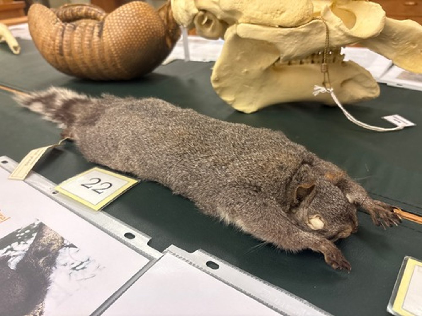 <p>What animal is this?</p>