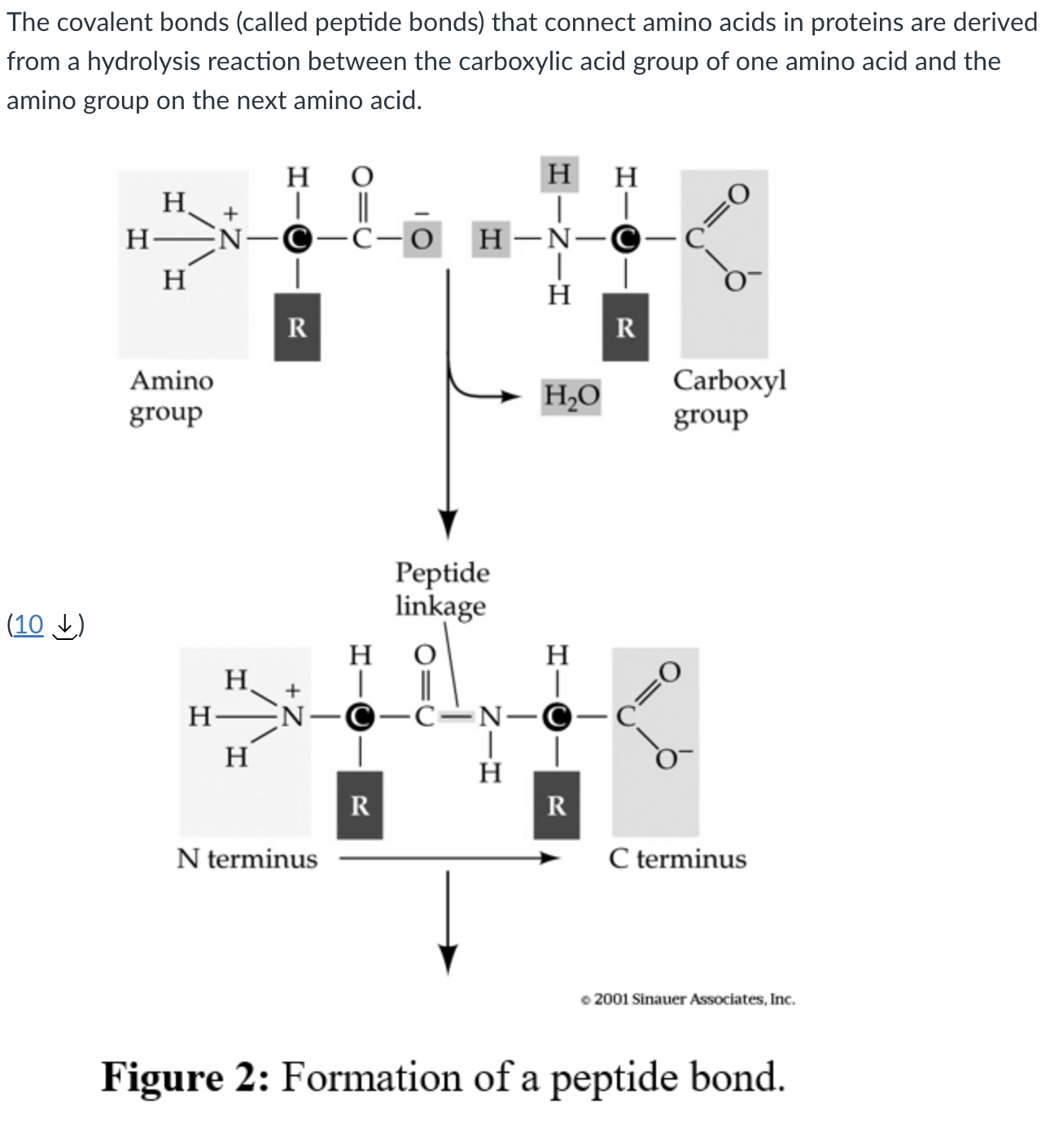 <p>hydrolysis reaction between the carboxylic acid of one r group and the amino acid group of the other</p>